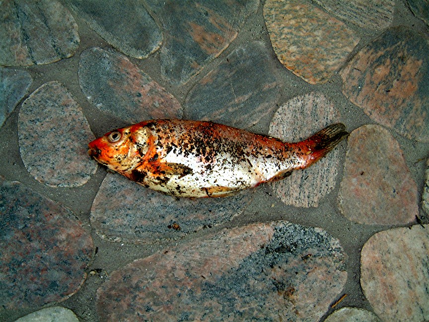 dead-fish